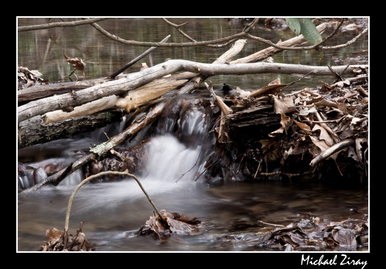 Sticks and Leaves