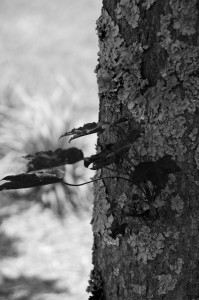 Branches Branches