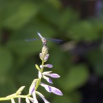 Dragonfly+art+studio+nj