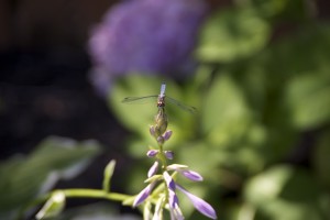 Dragon Fly Center