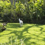 Our dog enjoying the beautiful weather