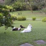 Our dog relaxing with her cousins
