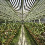 Greenhouses where all our orchids for the wedding came from