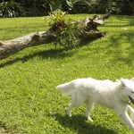 Our dog having too much fun