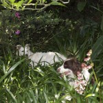 Our dog in the jungle