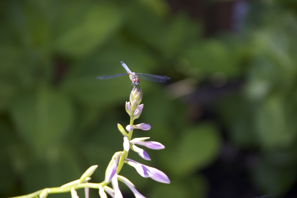 Dragon Fly