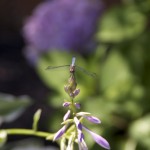 Dragon Fly Center
