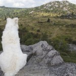 Kiara looking at the wild horses